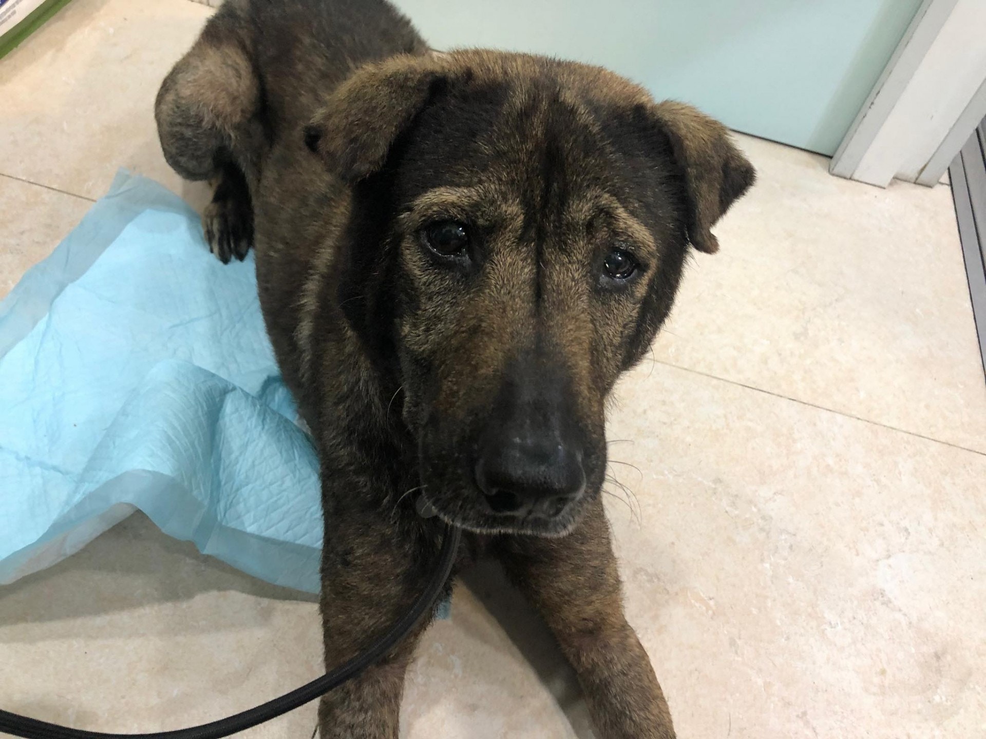 帖文可見毛守對富仔被遺棄一事而感到無奈,認為現今香港法例未能妥善保障動物的權益。(毛孩守護者) 帖文可見毛守對富仔被遺棄一事而感到無奈,認為現今香港法例未能妥善保障動物的權益。(毛孩守護者)