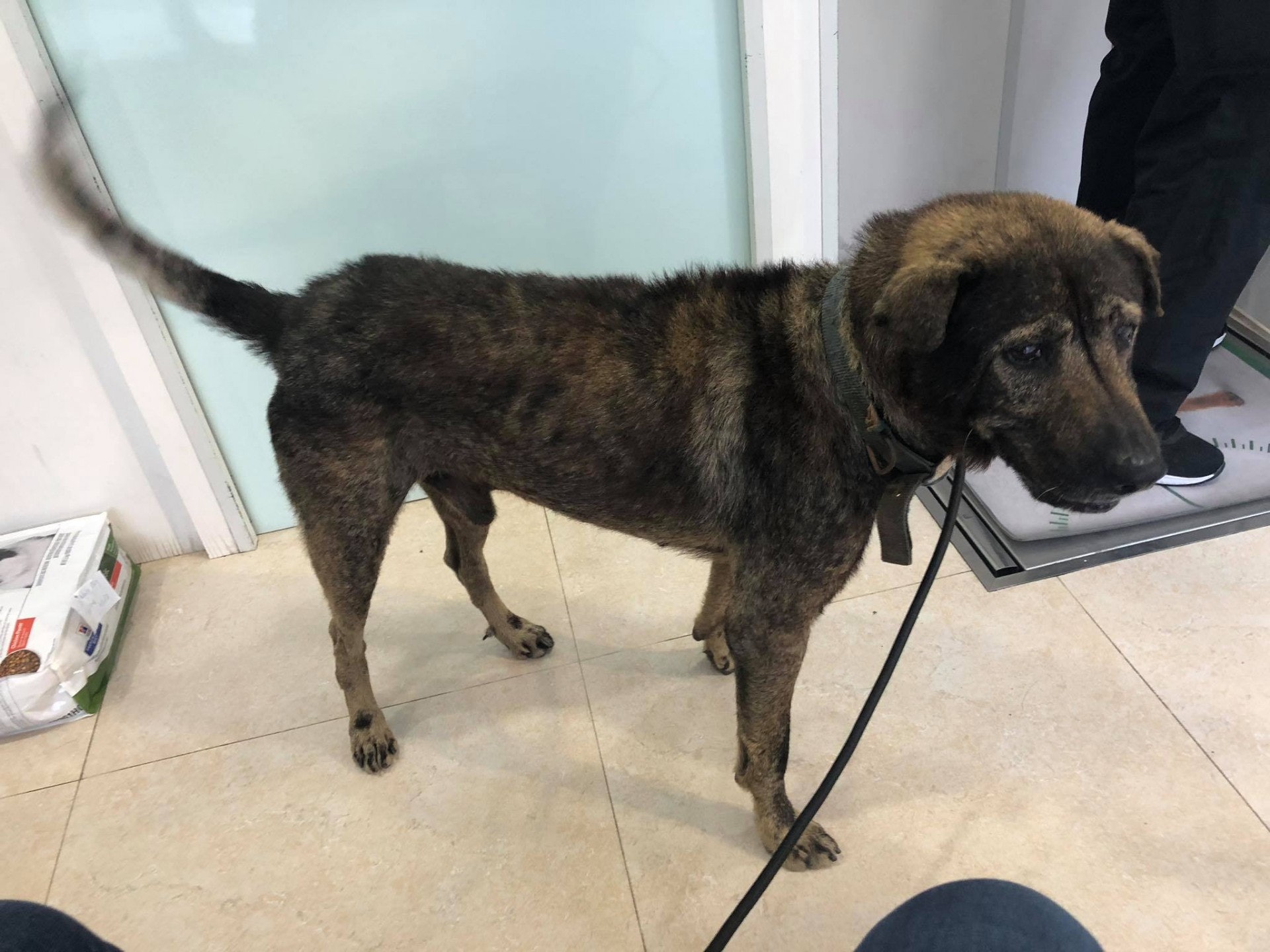 (毛孩守護者) (毛孩守護者)