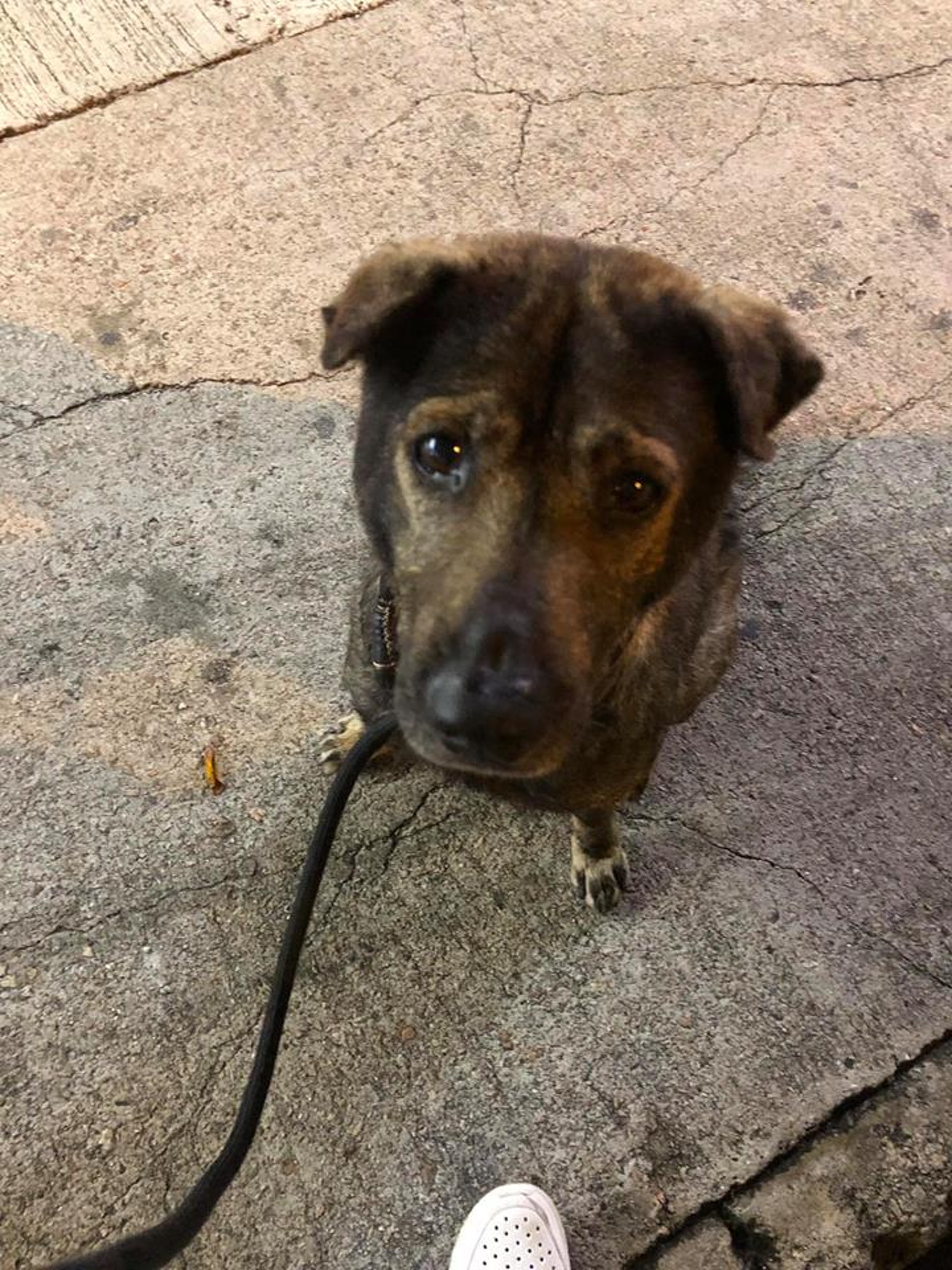 (毛孩守護者) (毛孩守護者)