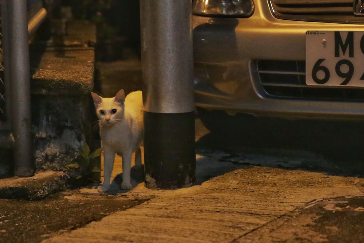 目前貓狗未受道路交通條例保障。(資料圖片) 目前貓狗未受道路交通條例保障。(資料圖片)