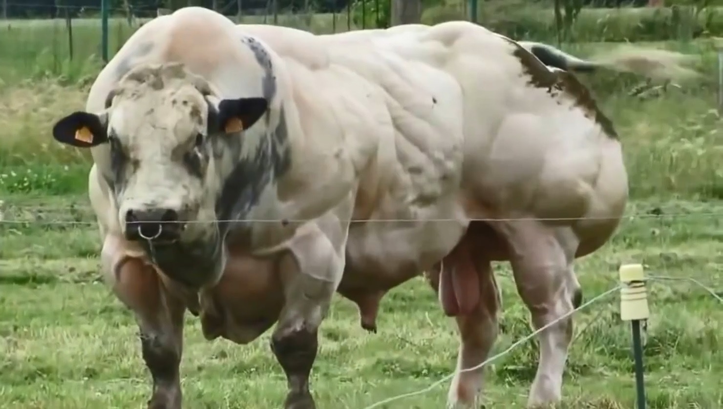 這頭筋肉牛屬於比利時藍牛（Belgian Blue）。（Youtube截圖）