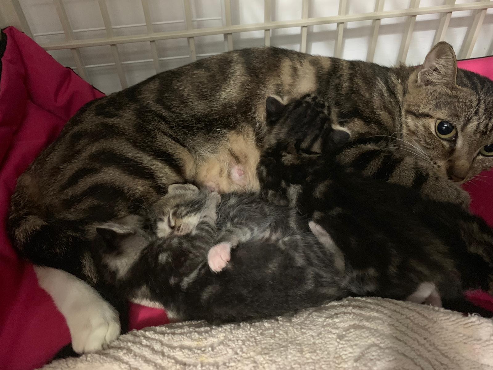 流浪貓狗需要毛氈渡過寒冬。(受訪者提供) 流浪貓狗需要毛氈渡過寒冬。(受訪者提供)