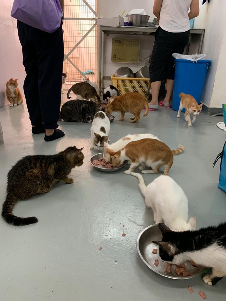有流浪貓狗收留所收留及照顧流浪貓狗。(受訪者提供) 有流浪貓狗收留所收留及照顧流浪貓狗。(受訪者提供)