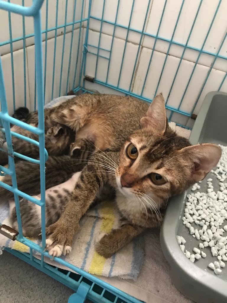 流浪貓狗需要毛氈渡過寒冬。(受訪者提供) 流浪貓狗需要毛氈渡過寒冬。(受訪者提供)