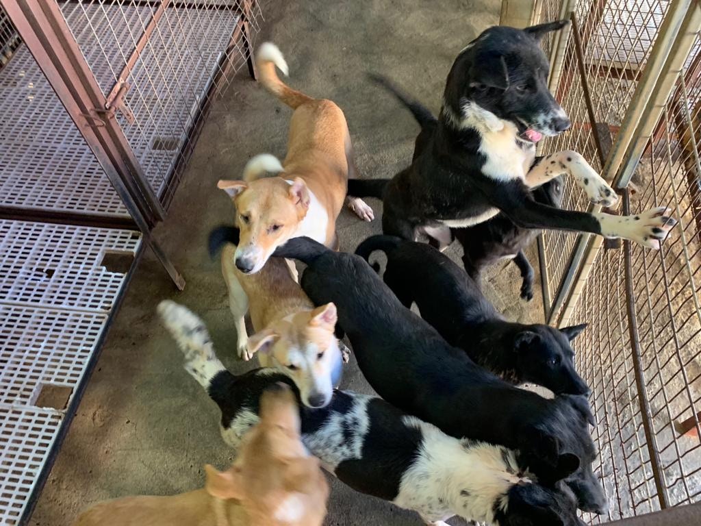 有流浪貓狗收留所收留及照顧流浪貓狗。(受訪者提供) 有流浪貓狗收留所收留及照顧流浪貓狗。(受訪者提供)
