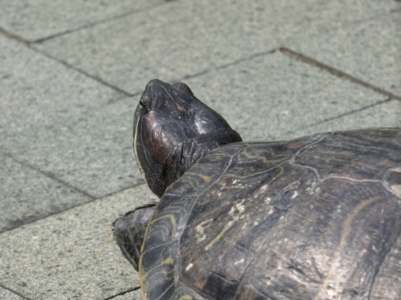 公園水池逾80棄龜。(植加佑攝) 公園水池逾80棄龜。(植加佑攝)