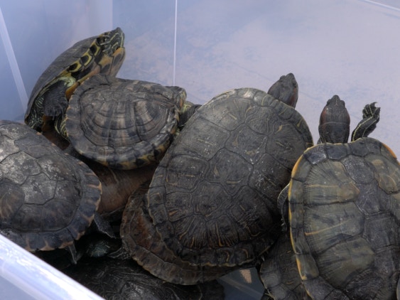 花了3個大膠箱才能載走。(植加佑攝) 花了3個大膠箱才能載走。(植加佑攝)