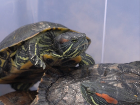 龜的健康狀況一般。(植加佑攝) 龜的健康狀況一般。(植加佑攝)