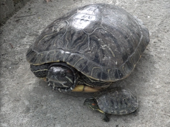 體積最大的龜VS最小的龜。(植加佑攝) 體積最大的龜VS最小的龜。(植加佑攝)