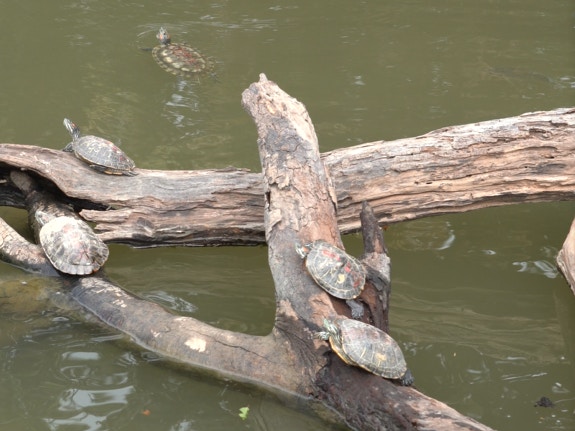 早前農莊已經接收了20多隻龜。(植加佑攝) 早前農莊已經接收了20多隻龜。(植加佑攝)