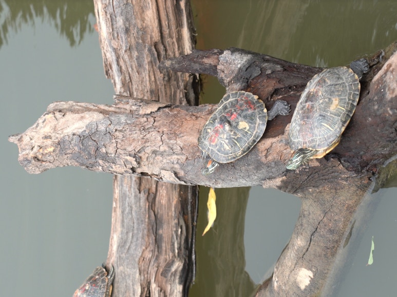 農莊其中一個水池。(植加佑攝) 農莊其中一個水池。(植加佑攝)