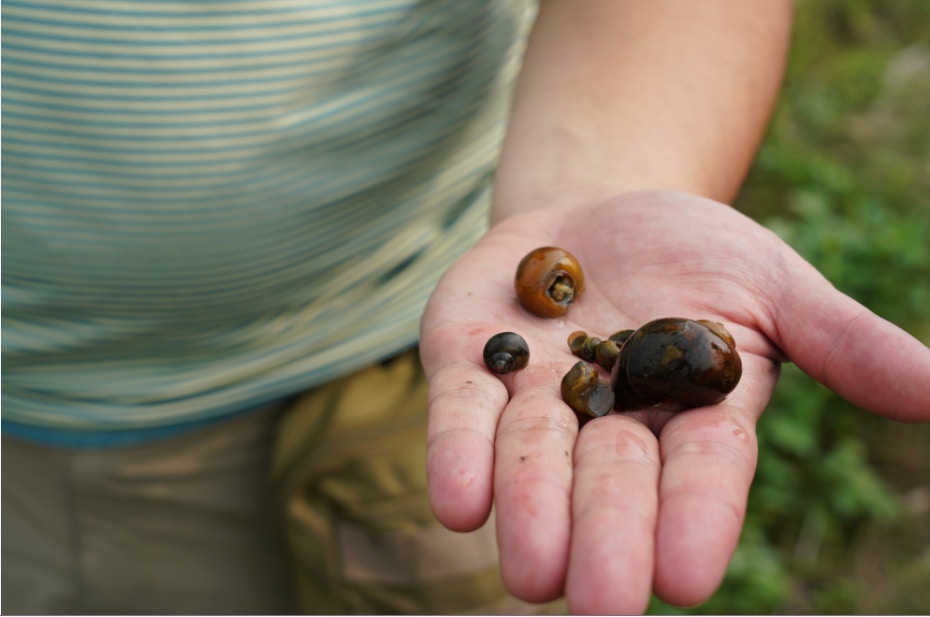 福壽螺。(植加佑攝) 福壽螺。(植加佑攝)