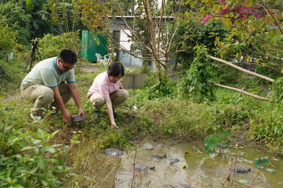 80多隻龜在農莊定居。(植加佑攝) 80多隻龜在農莊定居。(植加佑攝)