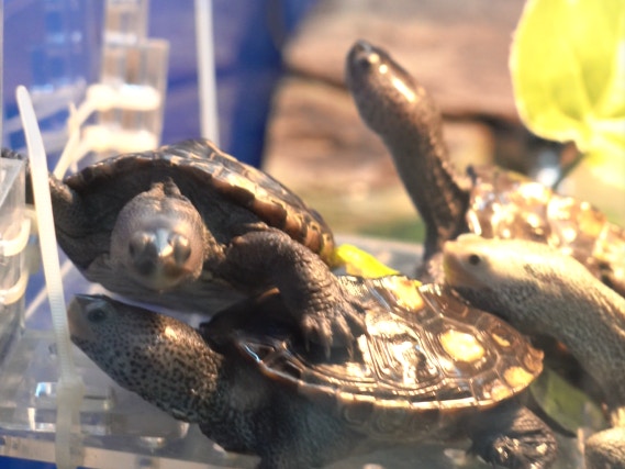 鑽紋龜屬於雜食性,選擇優質龜糧。(植加佑攝) 鑽紋龜屬於雜食性,選擇優質龜糧。(植加佑攝)