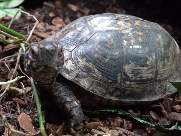 東箱龜成體宜室外飼養最為理想。(植加佑攝) 東箱龜成體宜室外飼養最為理想。(植加佑攝)