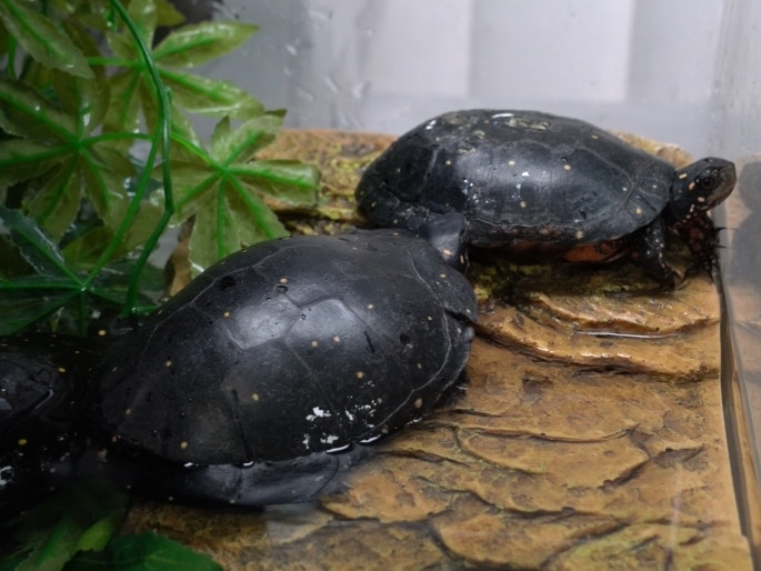 飼養星點龜需保持水質乾淨,避免出現爛殻或皮膚病。(植加佑攝) 飼養星點龜需保持水質乾淨,避免出現爛殻或皮膚病。(植加佑攝)