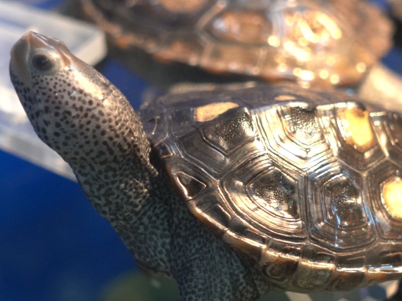 鑽紋龜幼體水溫在27-29度左右,成體的水溫可以22-27度。(植加佑攝) 鑽紋龜幼體水溫在27-29度左右,成體的水溫可以22-27度。(植加佑攝)