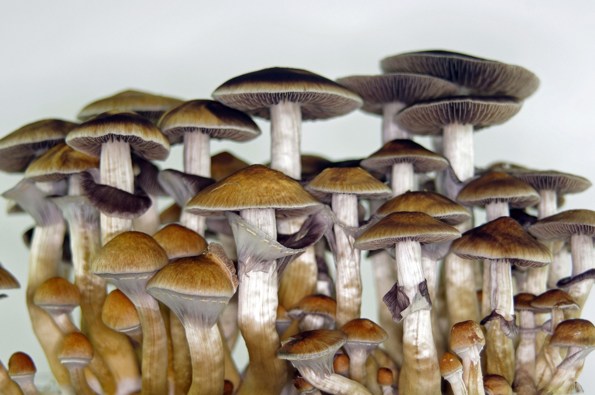 【帶狗行山】認清5種毒菇外貌平凡　但絕不能碰的毒菇