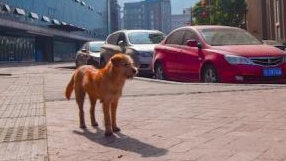 四川「忠犬八公」不知主人逝世 晴雨苦候5個月 忠誠感動居民 四川「忠犬八公」不知主人逝世 晴雨苦候5個月 忠誠感動居民