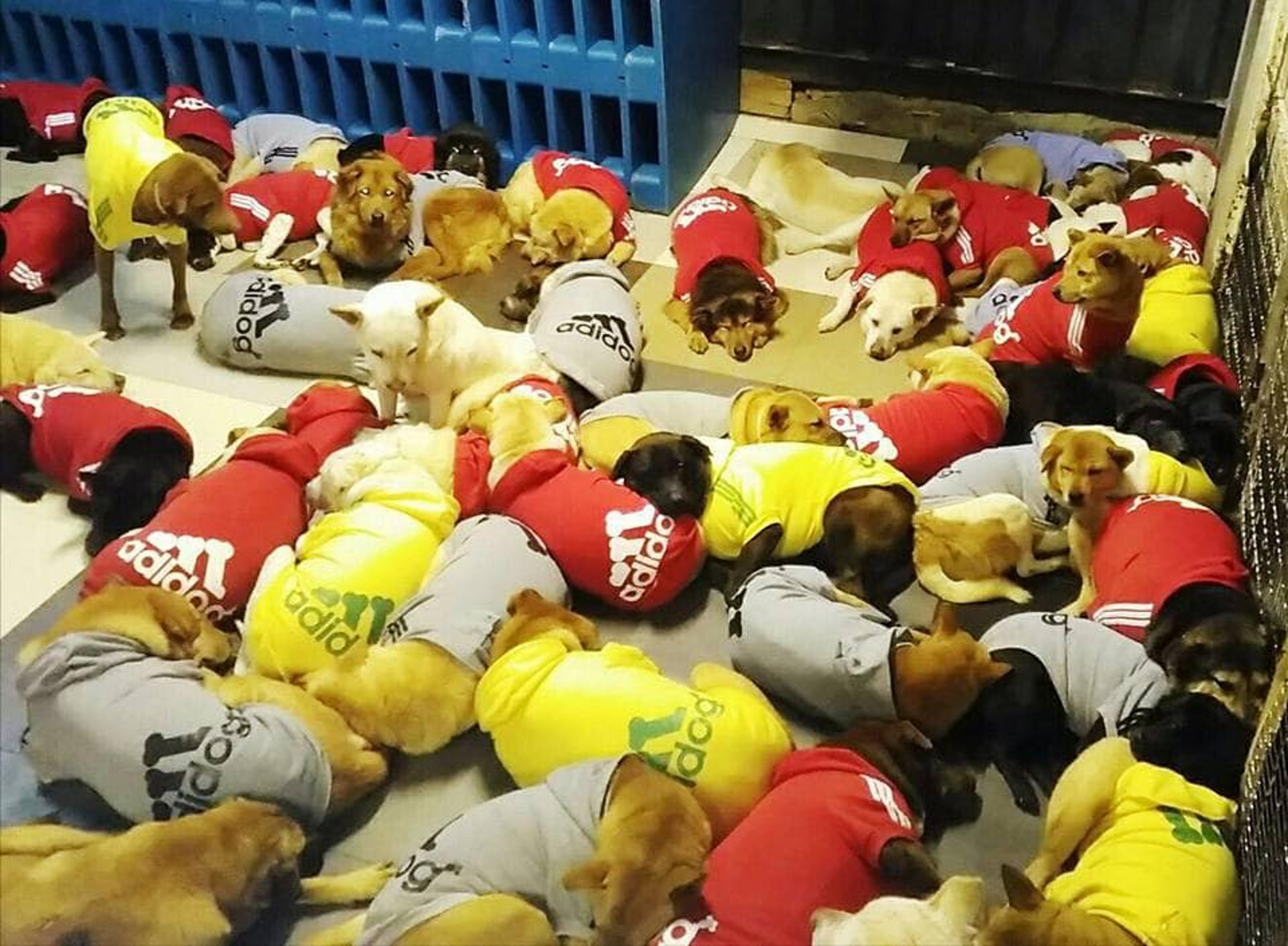 流浪狗們在室內的情況。(香港流浪狗之家) 流浪狗們在室內的情況。(香港流浪狗之家)