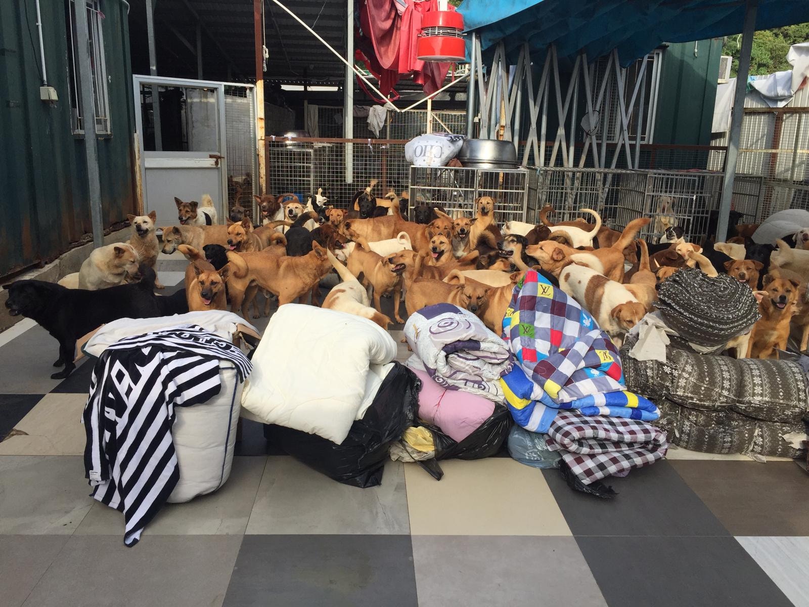 每年冬天,香港流浪狗之家都會把中心的流浪狗由室外搬進室內。(香港流浪狗之家) 每年冬天,香港流浪狗之家都會把中心的流浪狗由室外搬進室內。(香港流浪狗之家)