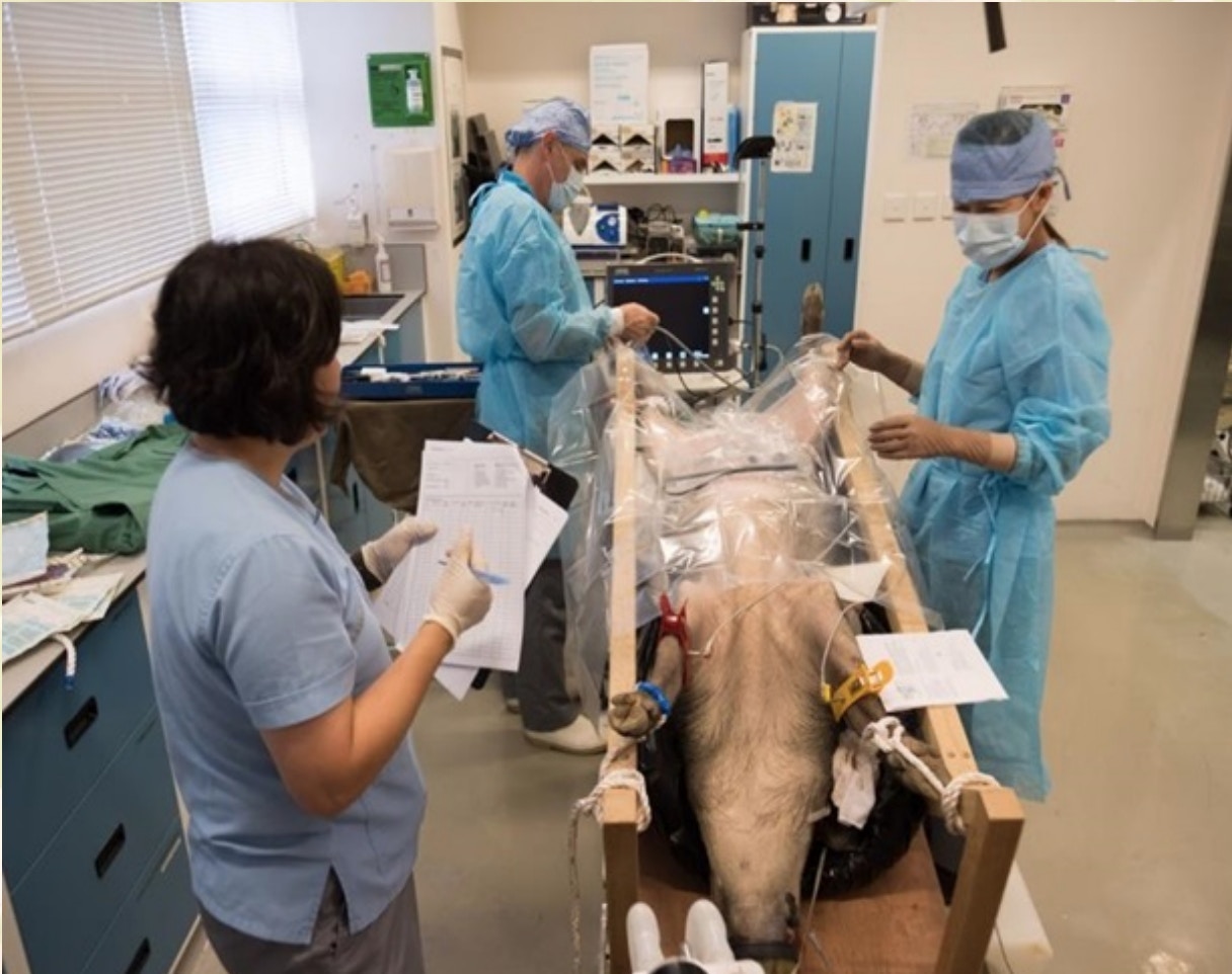 公務員】漁護署請獸醫實驗室技術員起薪20K 無需大學學位