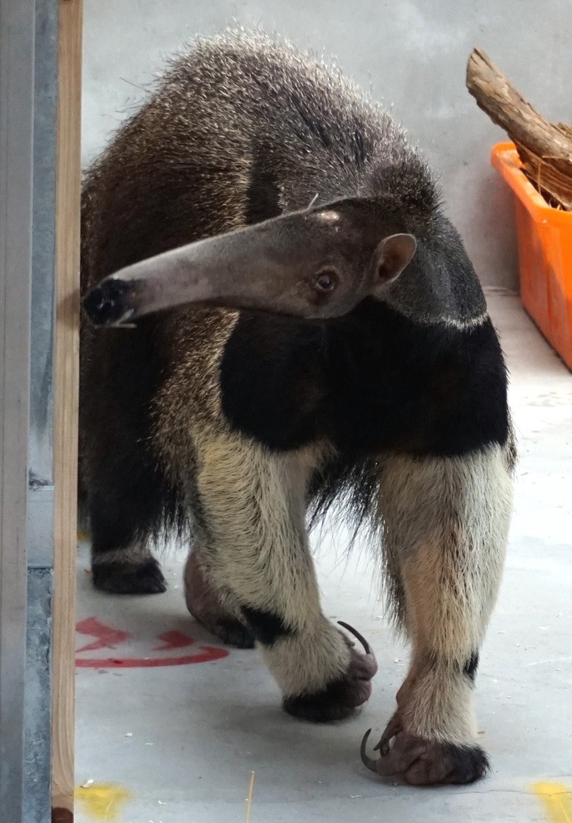 超巨型食蟻獸移居台北動物園身長可逾兩米企起身高過成年人