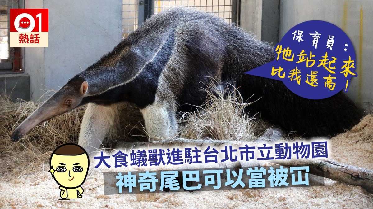 超巨型食蟻獸移居台北動物園身長可逾兩米企起身高過成年人