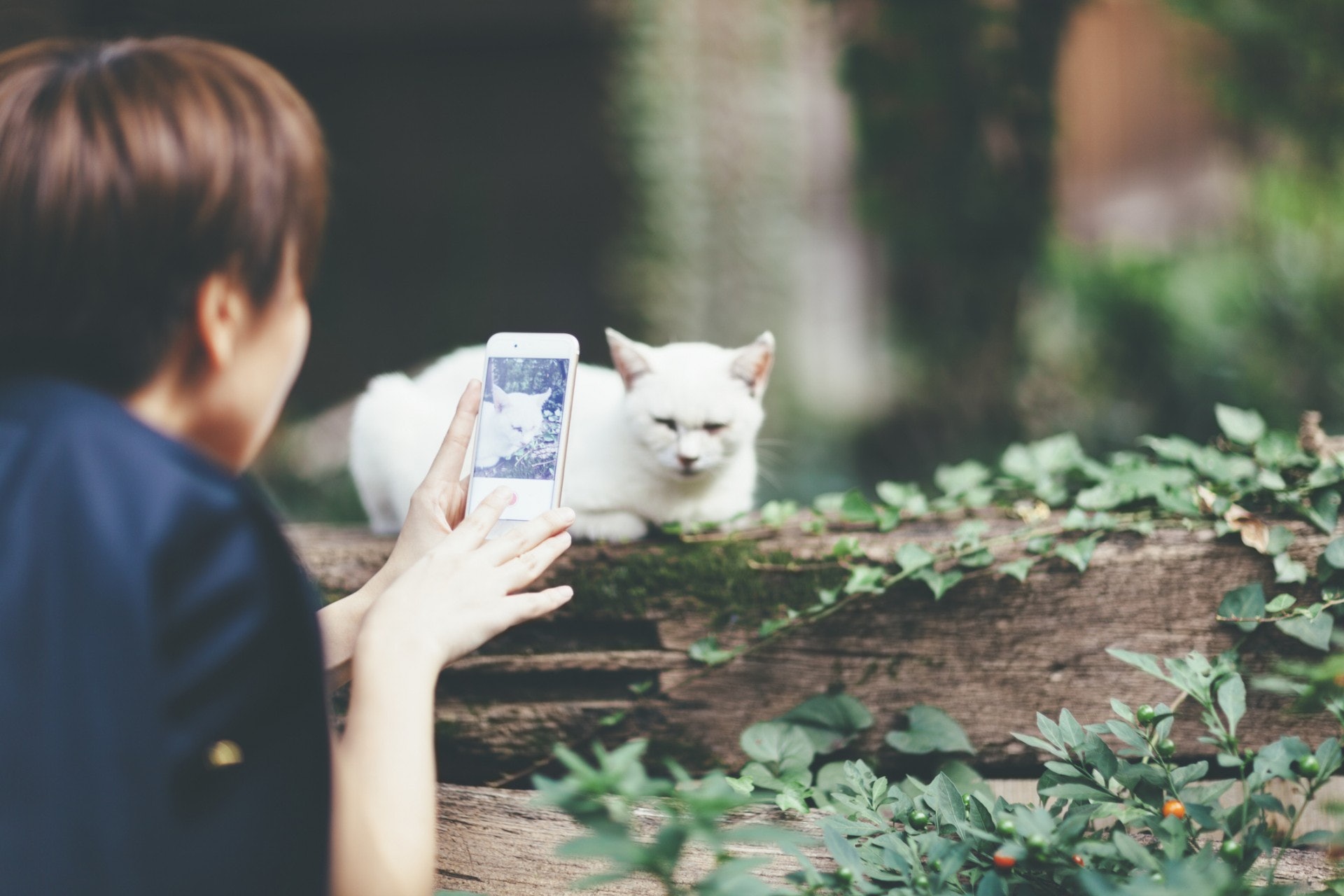 貓貓攝影 如何替貓星人拍下最萌一面攝影入門指南公開 貓貓攝影 如何替貓星人拍下最萌一面攝影入門指南公開