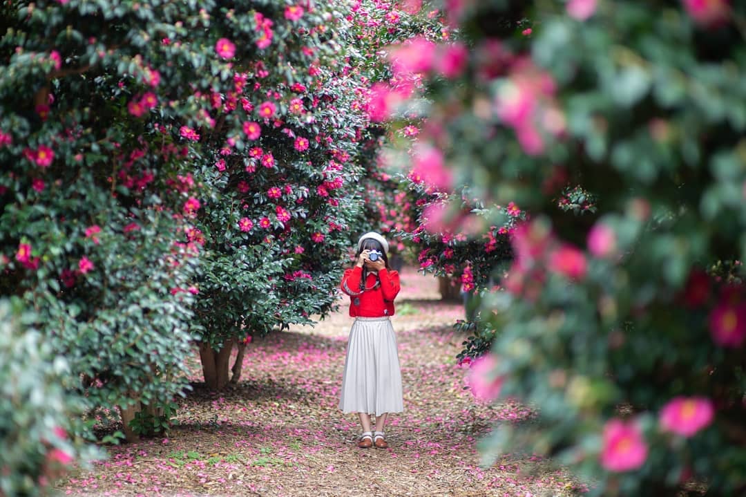 Camellia Hill擁有世界上最大的山茶花園，每年12月到2月是花季，是冬季到濟州島旅遊的必備行程之一。（圖片來源︰rain_su@IG）