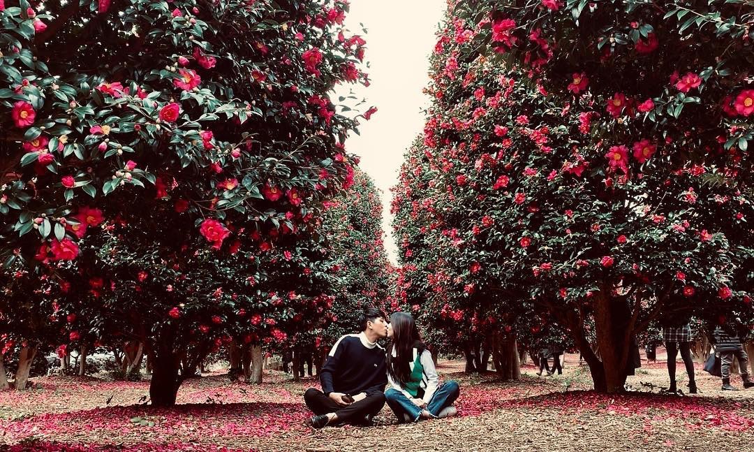 【韓國山茶花】濟州島超美山茶花園　冬季遊韓賞花必到！