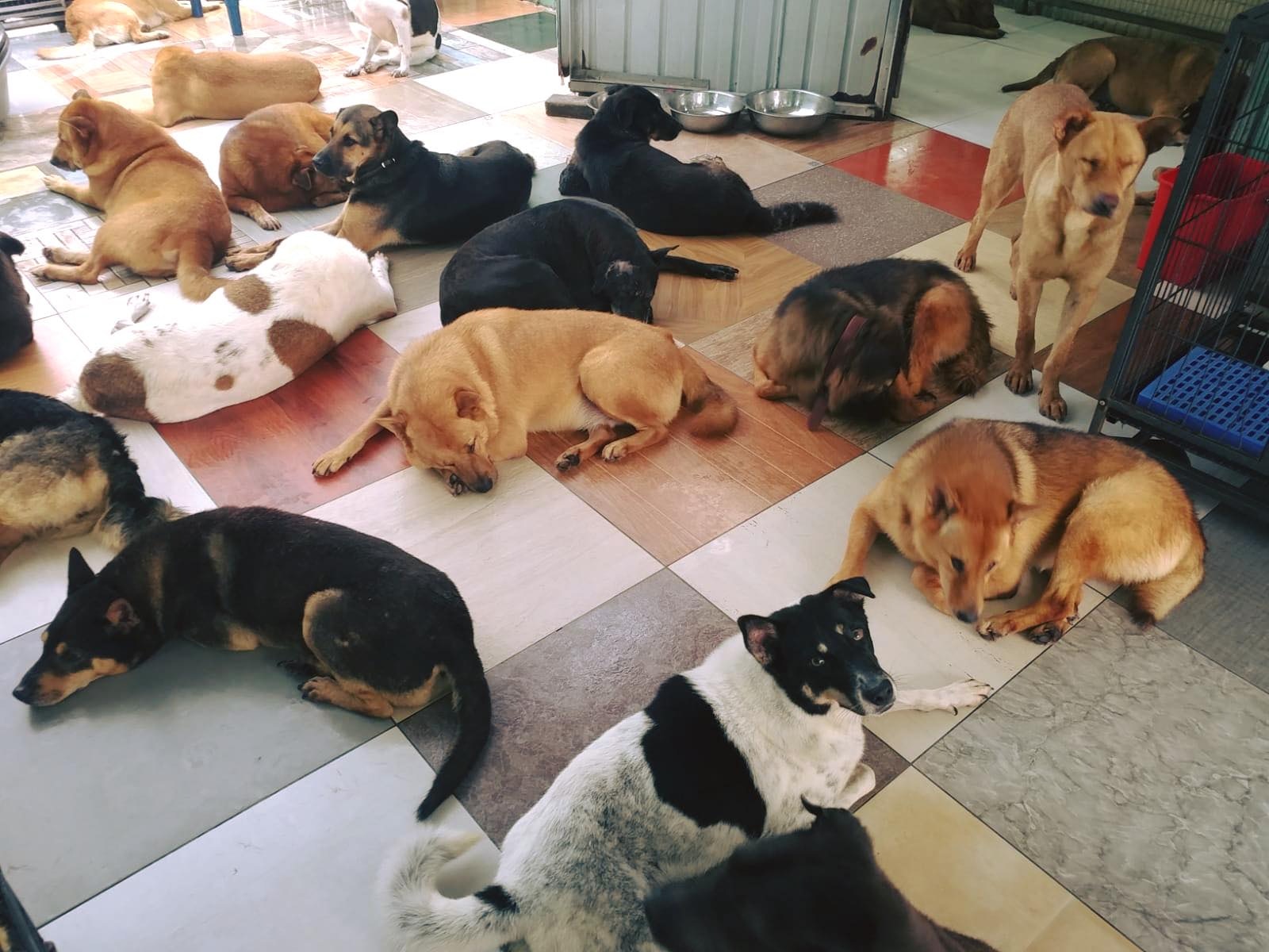 毛孩守護者負責人Kent表示狗場現階段需要大量毛氈及大毛巾.(Facebook@毛孩守護者) 毛孩守護者負責人Kent表示狗場現階段需要大量毛氈及大毛巾.(Facebook@毛孩守護者)