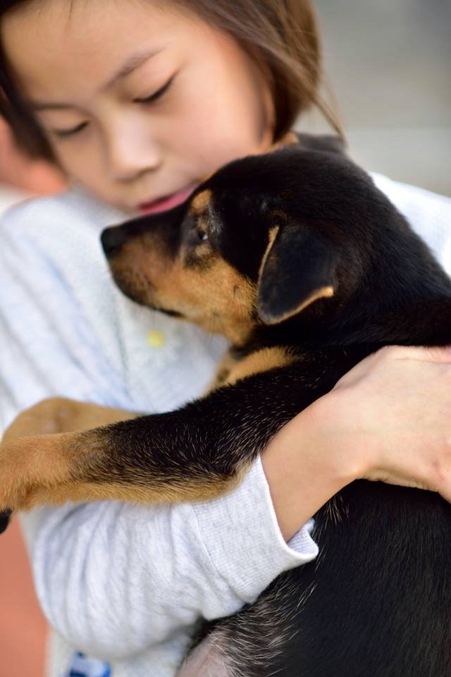 (Facebook@Hong Kong Dog Rescue ) (Facebook@Hong Kong Dog Rescue )