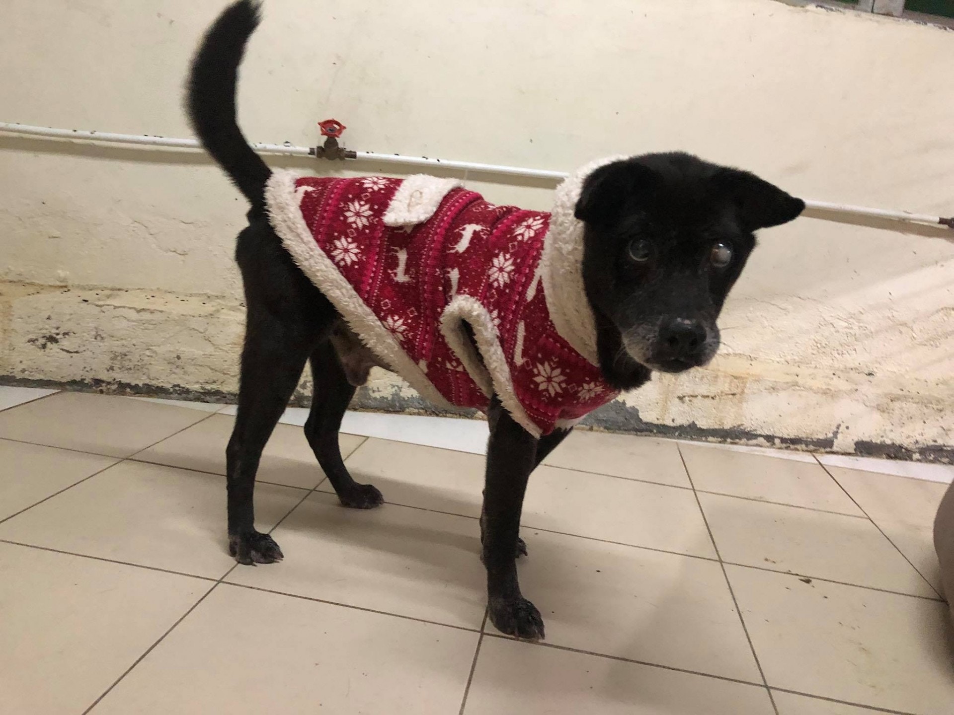 (阿棍屋) (阿棍屋)