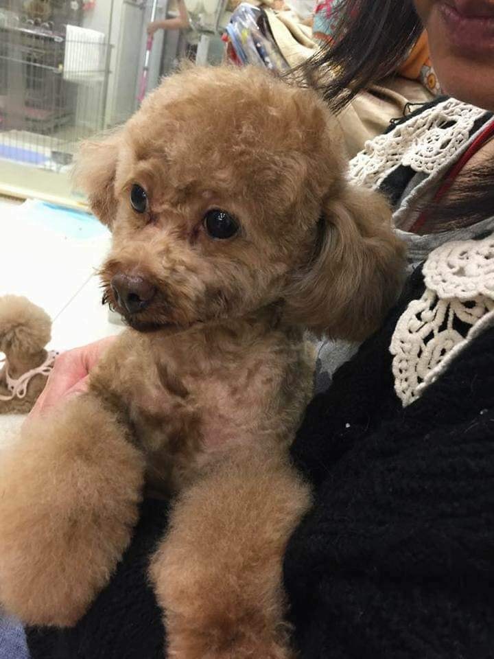 杜女士表示走失小妹逾一年,每天上下班都會先到區內附近尋找愛犬。(FB@Dora La) 杜女士表示走失小妹逾一年,每天上下班都會先到區內附近尋找愛犬。(FB@Dora La)