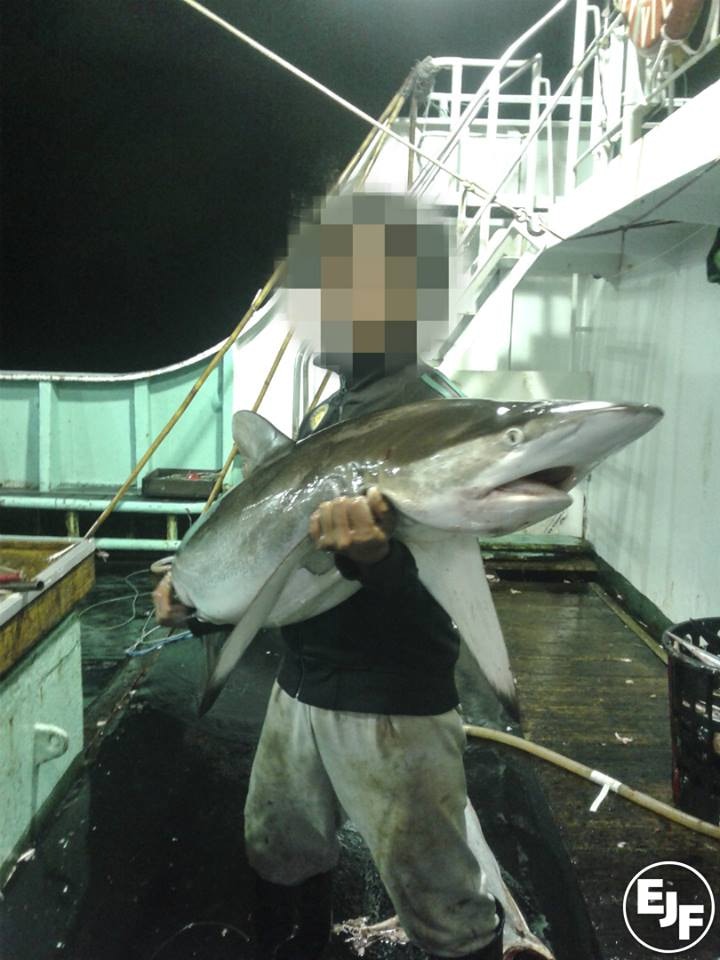 被捕獲的鯊魚。（EJF）
