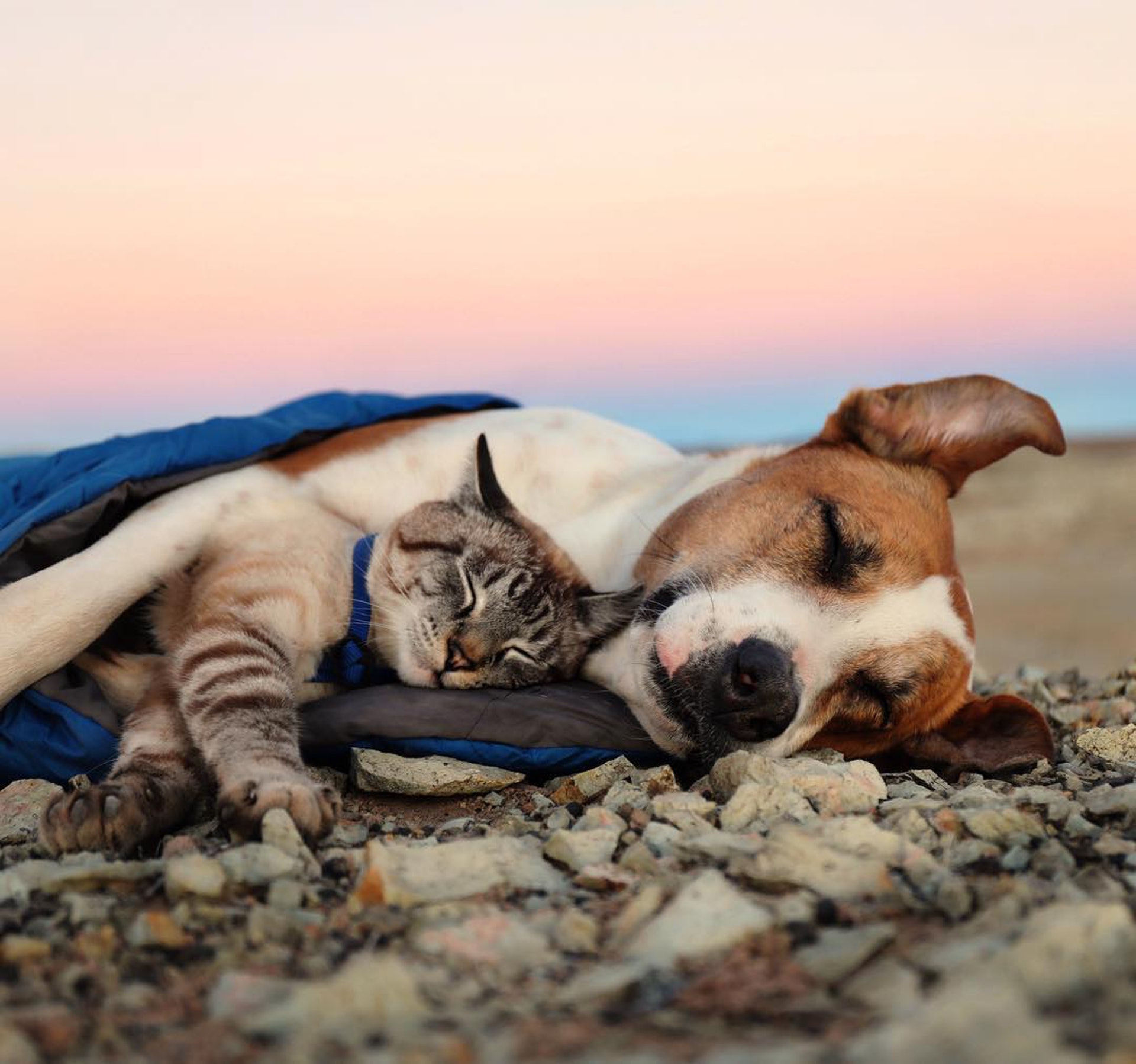 狗狗Henry和貓貓Baloo很暖心地抱在一起。（Instagram圖片：henrythecoloradodog）