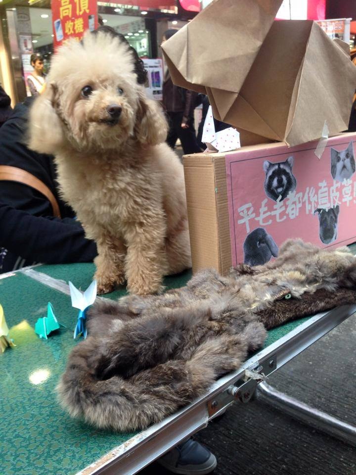 小隊也帶同小狗擺設街站,望市民知道小狗們也是皮草受害者(受訪者提供) 小隊也帶同小狗擺設街站,望市民知道小狗們也是皮草受害者(受訪者提供)