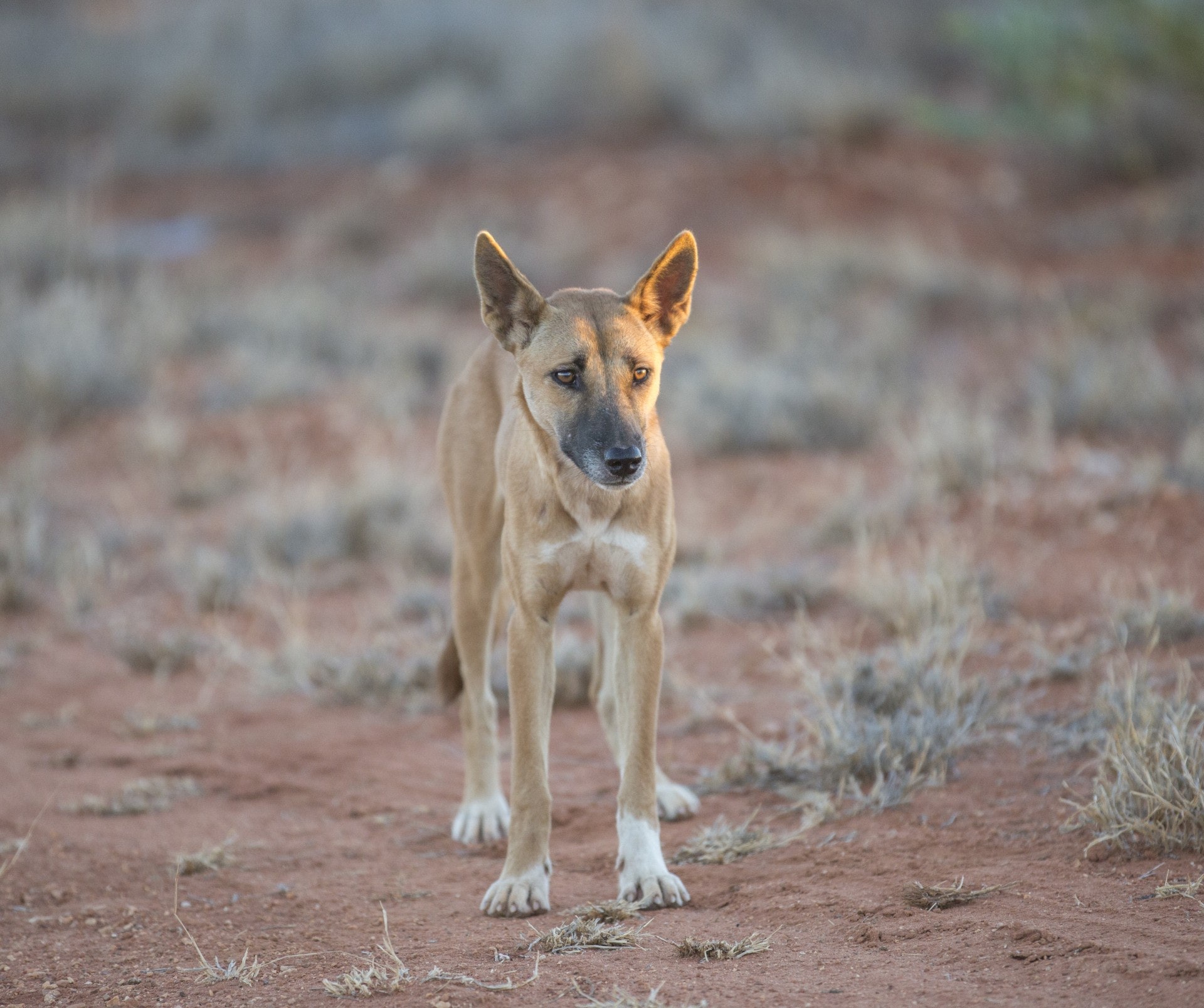 贊成帖文的網民則表示「絕育放回」並不足以解決流浪狗氾濫所帶來的生態問題.(Getty Image) 贊成帖文的網民則表示「絕育放回」並不足以解決流浪狗氾濫所帶來的生態問題.(Getty Image)