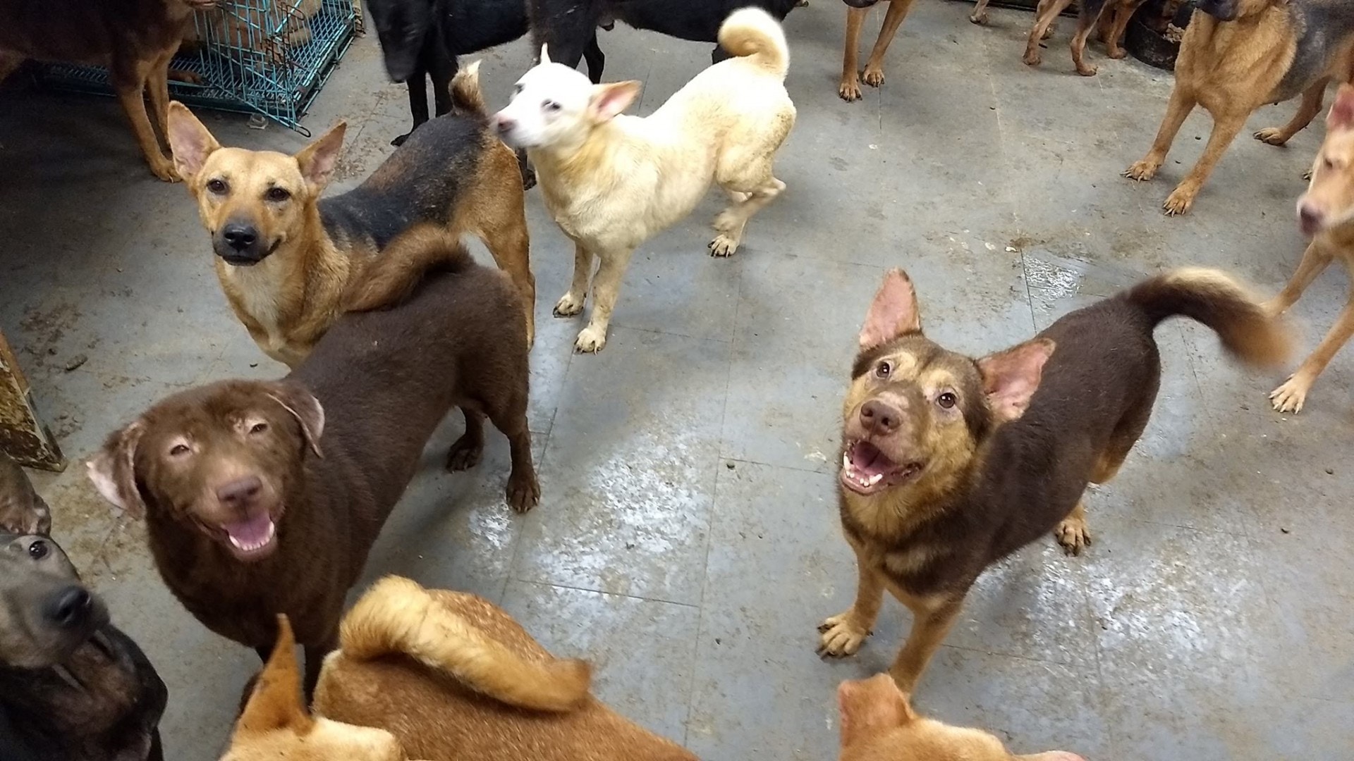 狗隻們在舊狗場內的情況。(圖片來源:「狗狗小屋」Facebook專頁) 狗隻們在舊狗場內的情況。(圖片來源:「狗狗小屋」Facebook專頁)