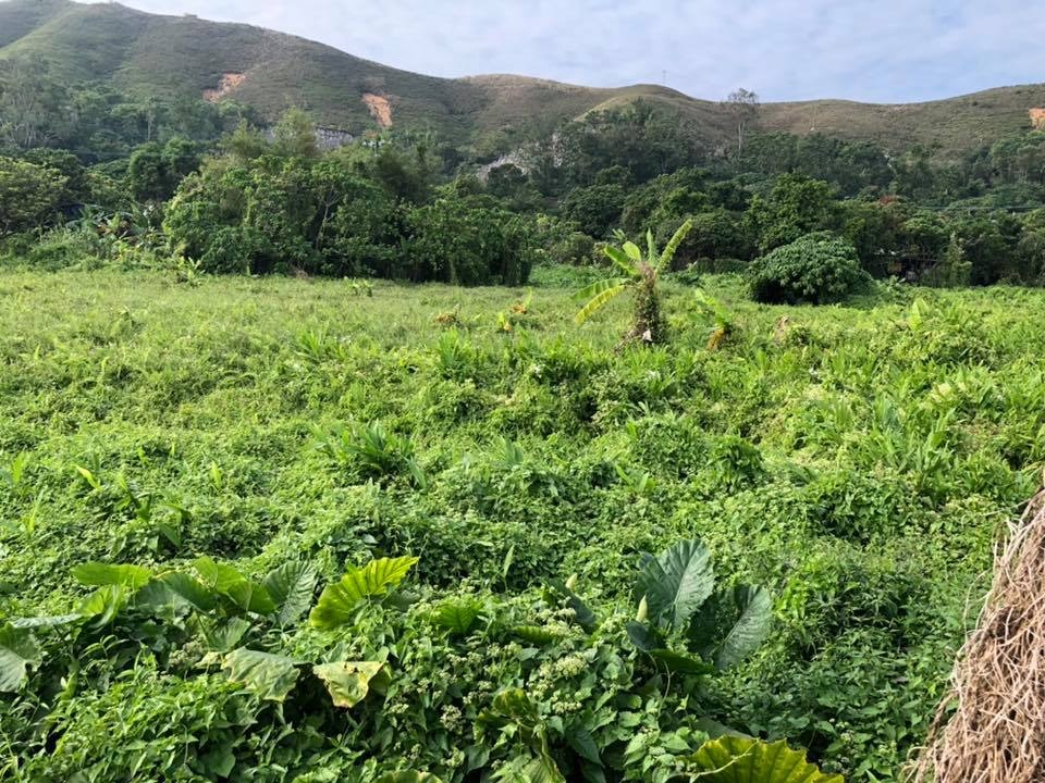 位於上水文錦渡的新狗場只是一片荒草,沒有一磚一瓦。(圖片來源:「狗狗小屋」Facebook專頁) 位於上水文錦渡的新狗場只是一片荒草,沒有一磚一瓦。(圖片來源:「狗狗小屋」Facebook專頁)