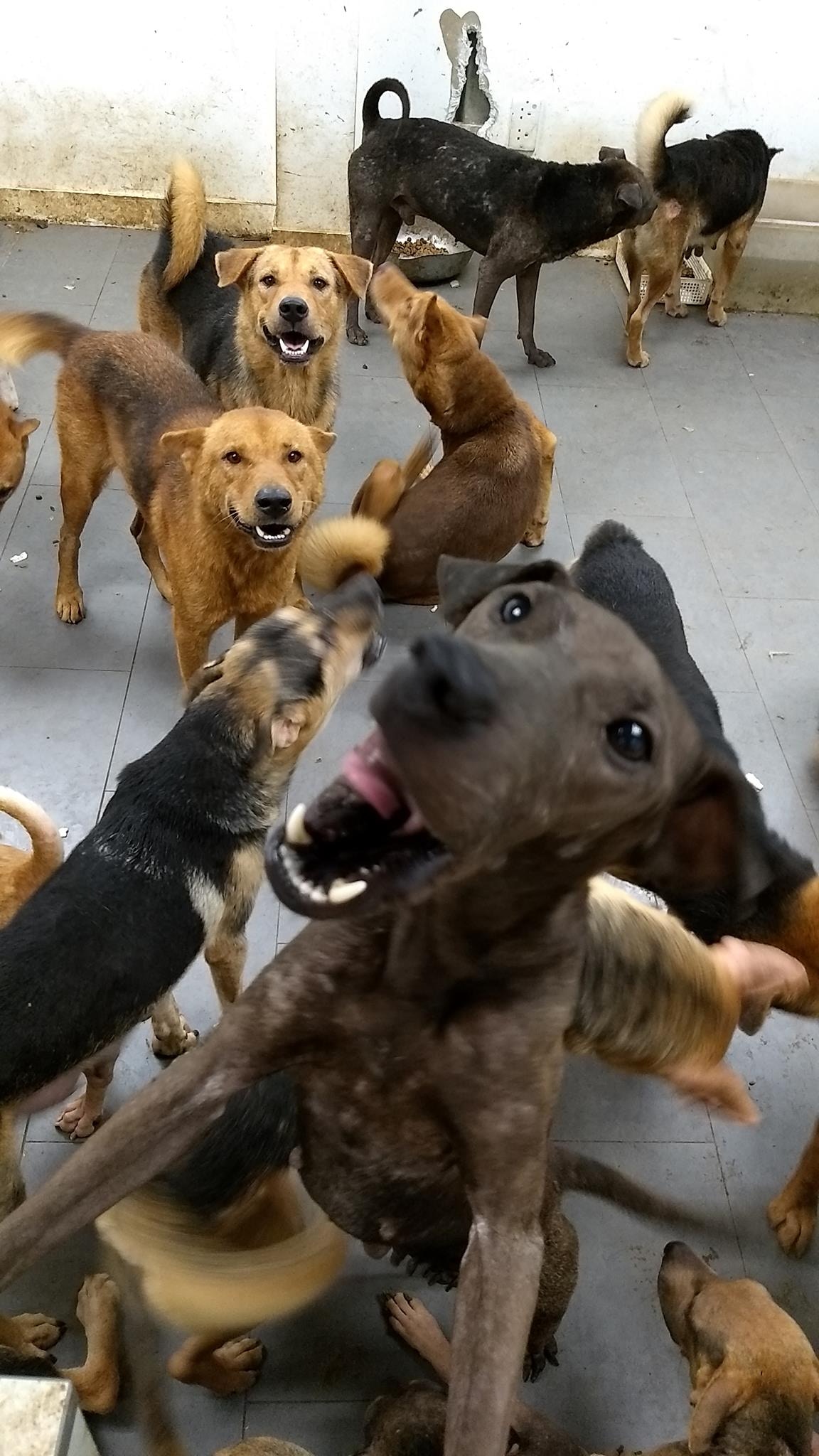 狗隻們在舊狗場內的情況。(圖片來源:「狗狗小屋」Facebook專頁) 狗隻們在舊狗場內的情況。(圖片來源:「狗狗小屋」Facebook專頁)