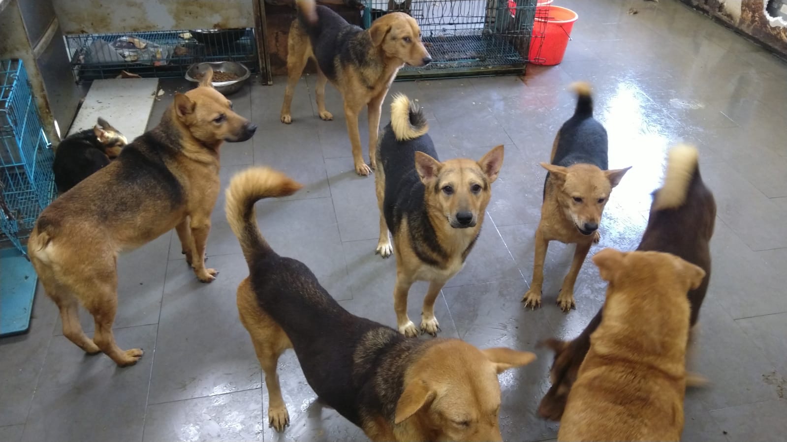 狗隻們在舊狗場內的情況。(圖片來源:「狗狗小屋」Facebook專頁) 狗隻們在舊狗場內的情況。(圖片來源:「狗狗小屋」Facebook專頁)