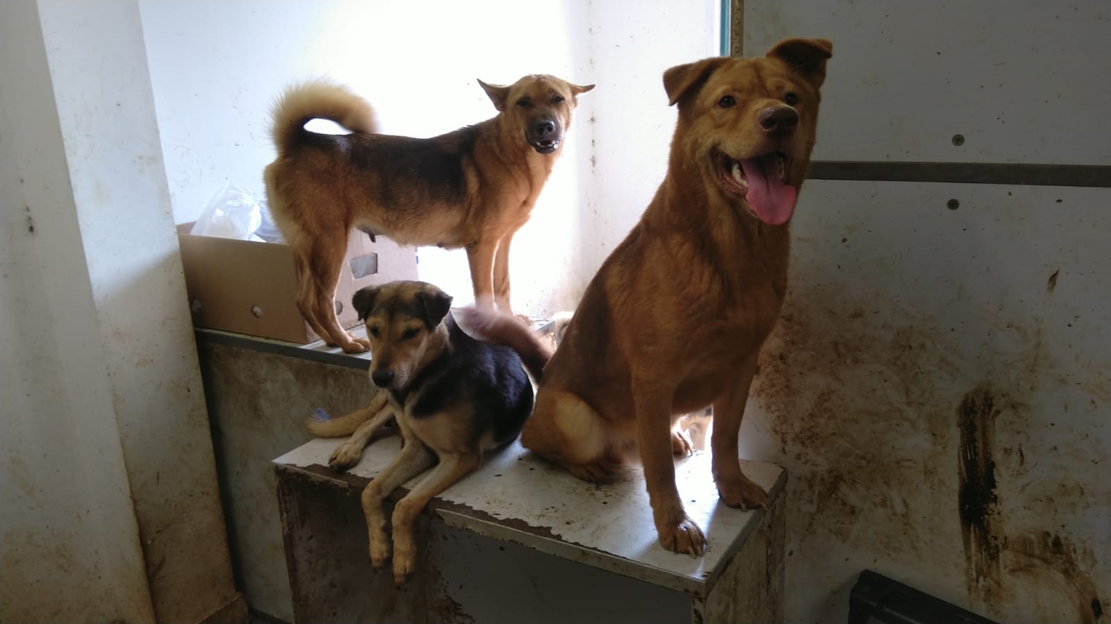 狗隻們在舊狗場內的情況。(圖片來源:「狗狗小屋」Facebook專頁) 狗隻們在舊狗場內的情況。(圖片來源:「狗狗小屋」Facebook專頁)