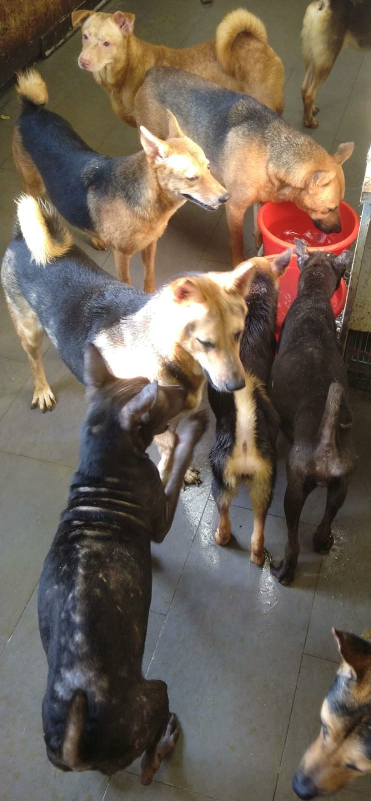 狗隻們在舊狗場內的情況。(圖片來源:「狗狗小屋」Facebook專頁) 狗隻們在舊狗場內的情況。(圖片來源:「狗狗小屋」Facebook專頁)