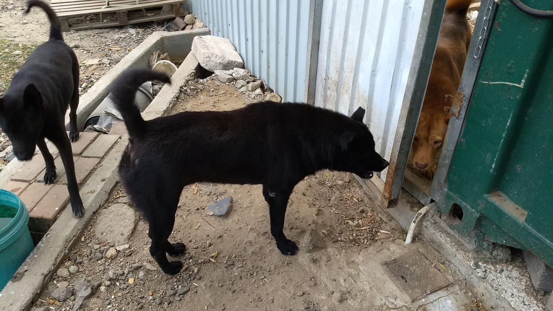 狗隻們在舊狗場內的情況。(圖片來源:「狗狗小屋」Facebook專頁) 狗隻們在舊狗場內的情況。(圖片來源:「狗狗小屋」Facebook專頁)