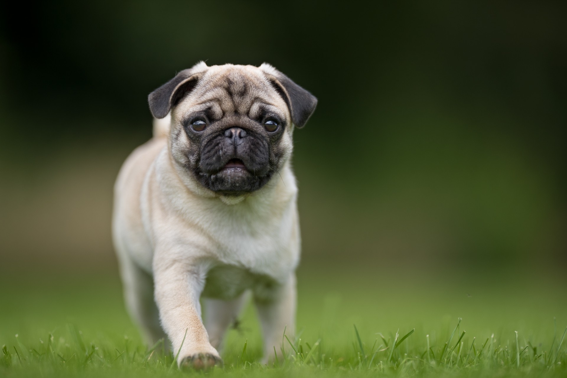 【八哥犬】八哥跟法國老虎狗一樣，都是呼吸道較短的犬隻，所以寒冷的冬天容易為牠帶來不適。雖然牠的披毛比法國老虎狗長一點點，不過牠同樣怕冷。