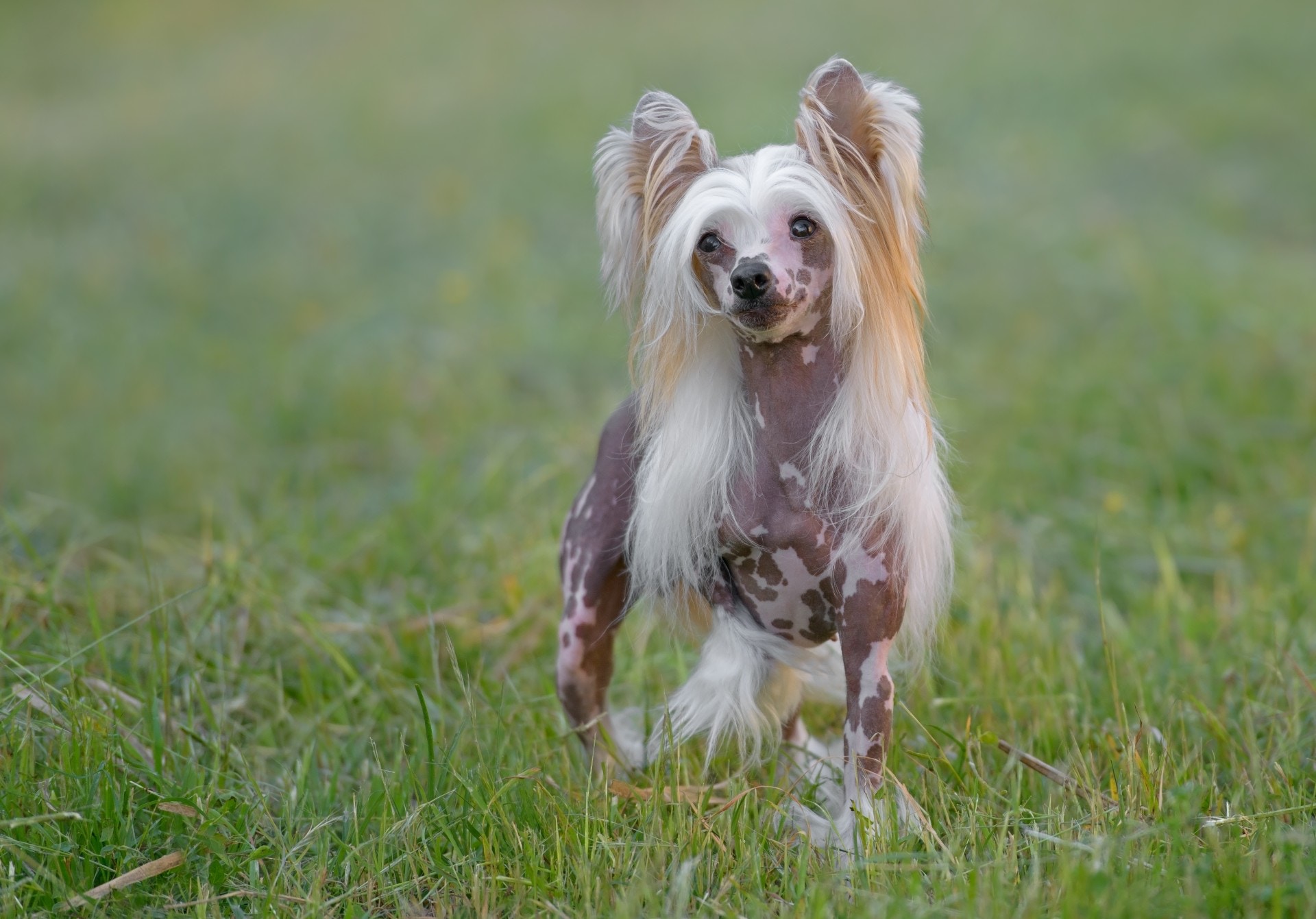 【中國冠毛犬】中國冠毛犬是少有的「無毛狗」，其特色之處是，只有頭部有長毛，其餘部份幾乎沒有，或只有少量毛髮，假如主人把牠遺棄在街上，相信難以度過嚴寒。
