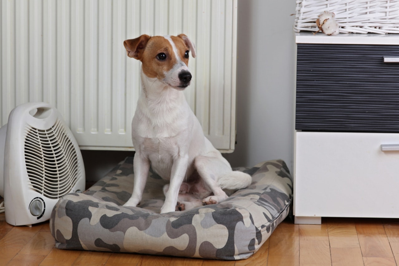 長毛狗都怕凍　10種最怕凍狗種　你家愛犬有上榜？