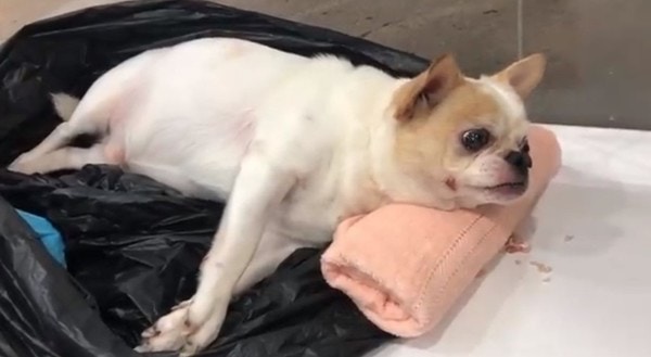 一頭癱瘓的混種芝娃娃被遺棄於粉嶺一垃圾房。(Facebook@毛孩守護者) 一頭癱瘓的混種芝娃娃被遺棄於粉嶺一垃圾房。(Facebook@毛孩守護者)